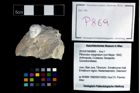 Foto (Objekt + Etikett) von Pithonoton marginatum (von Meyer, 1842)  (NHMW-GEO-2014-0194-0869)